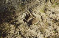 Bear tracks in Slough Creek